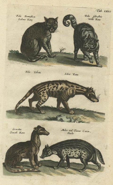Antique Print of Domestic and Wild Cat Species, incl The Civet, 1657, close-up 1