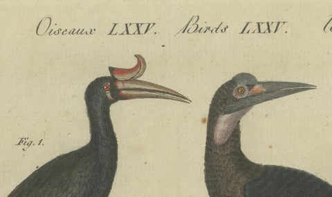 Exotic Birds: Hornbill, Lyrebird, and Glossy Starling Engraved by Bertuch, 1805, close-up 1