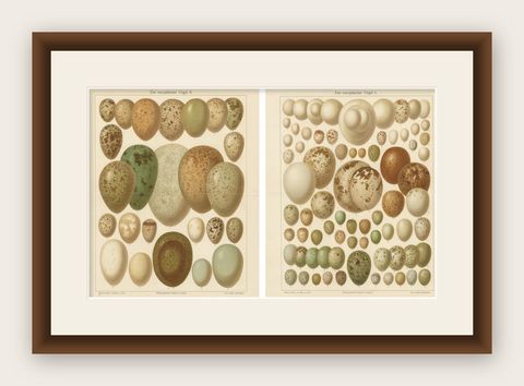 European Bird Eggs Lithographs, Set of Two, Meyers Konversations-Lexikon, 1890s, shown framed