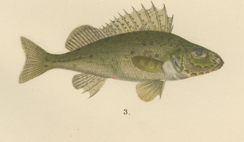 Perch, Pike-Perch, and Ruffe - Majestic Scandinavian Fish Lithograph, 1895, close-up 2