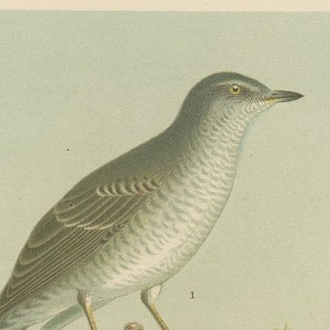 Antique Bird Print of the Barred & Western Orphean Warble by Naumann, circa 1895, close-up 1
