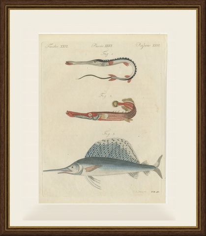 Sailfish, Cornetfish and Trumpetfish, Antique Bertuch Print, circa 1805, shown framed