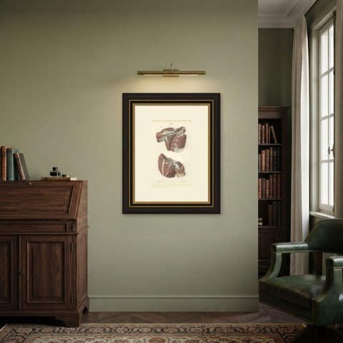 The Axilla and the Cords of the Plexus, Antique Hirschfeld Anatomy Print, 1866, shown framed in a room