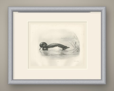 Tufted Duck Drake Feeding near Reeds after Lilian Medland, c. 1909, shown framed