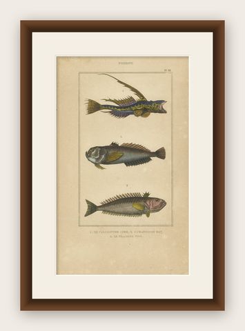 Antique Print of the Common Dragonet and Other Fish Species, circa 1844, shown framed