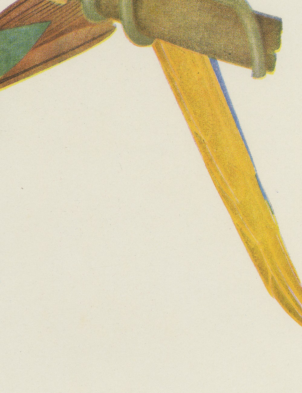Blue-and-Yellow Macaw and Green Parrot, Brazilian Bird Print, Descourtilz, 1944, view 4