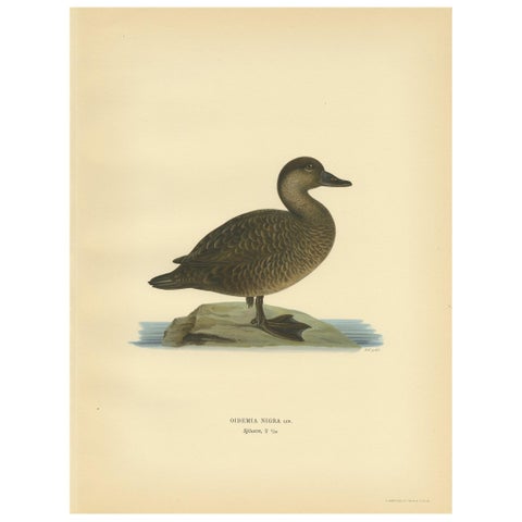 Antique Bird Print of a Female Black Scoter by Von Wright, 1929