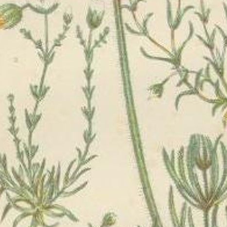 Antique Botany Print of Corn Spurrey, c.1860, close-up 2