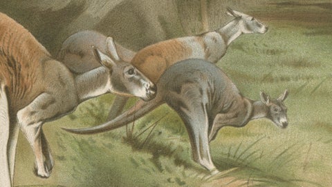 Red Kangaroo, Antique Australian Wildlife Chromolithograph, 1894, close-up 3
