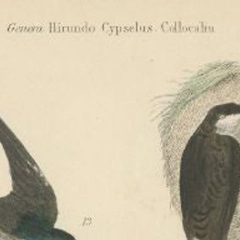 Antique Bird Print of the House Martin and Other Birds. ca.1860, close-up 1