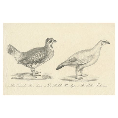 Antique Print of a Hazel Grouse and Lagopus Grouse, circa 1860