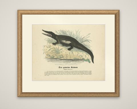 Der gemeine Kaiman (Common Caiman) - Hand-Colored Zoological Print, Circa 1840, shown framed