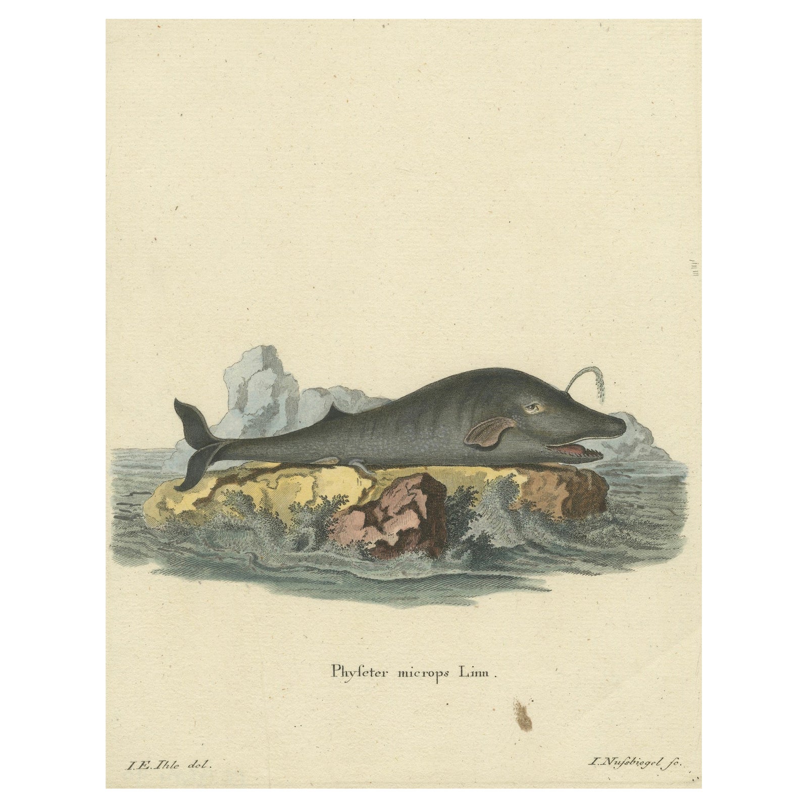 Leviathan of the Depths: The Sperm Whale in 18th Century Scientific Art, 1775