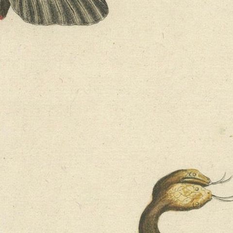 The Two-Headed Serpent and the Black Butterfly, 1749, close-up 5