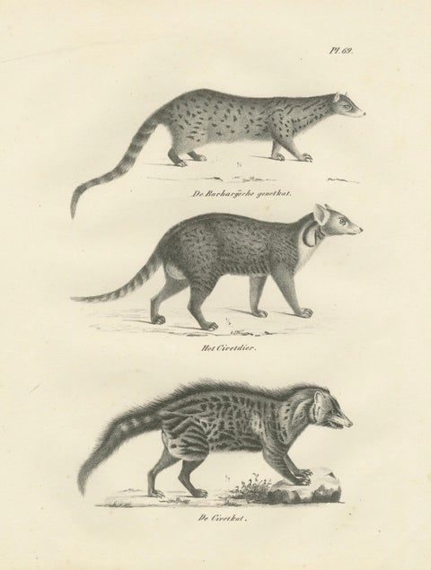 19th-Century Lithograph of the Genet, Civet, and African Civet in Fine Detail, close-up 4