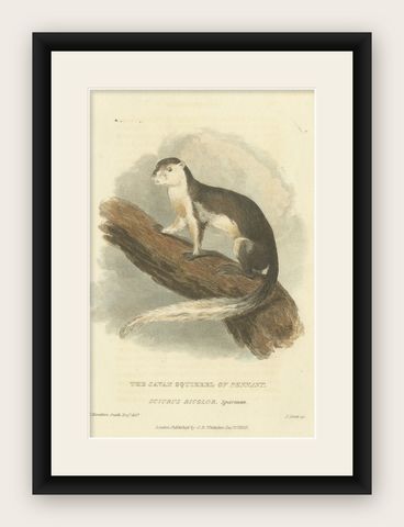Antique Print with Hand Coloring of a Black Giant Squirrel or Javan Squirrel, shown framed