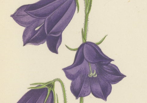 Blue Bellflower and Moroccan Sage, Hand-Coloured Botanical Print, 1874, close-up 1