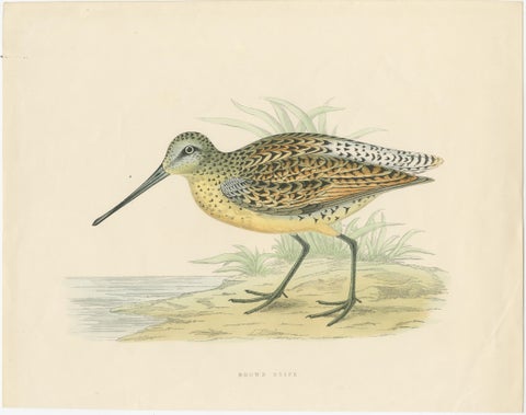 Original Antique Bird Print of a Brown Snipe, view 2