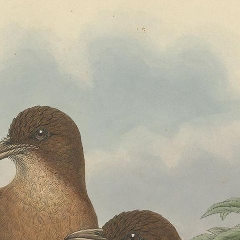 Antique Bird Print of the White-Billed Wood-Shrike by Gould, C.1880, close-up 1