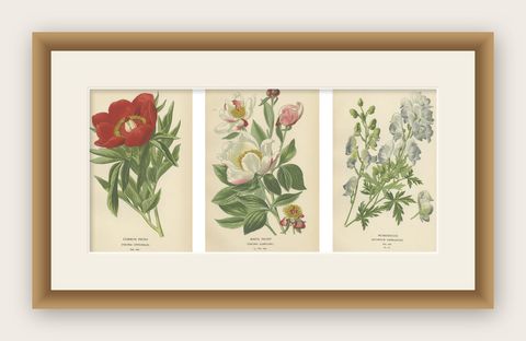 Victorian Botanical Majesty: Original Lithographs of Peonies and Monkshood, 1896, shown framed