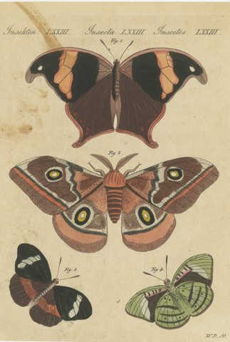 Exotic Butterflies and Saturniid Moth, Antique Bertuch Print, Vienna, circa 1815
