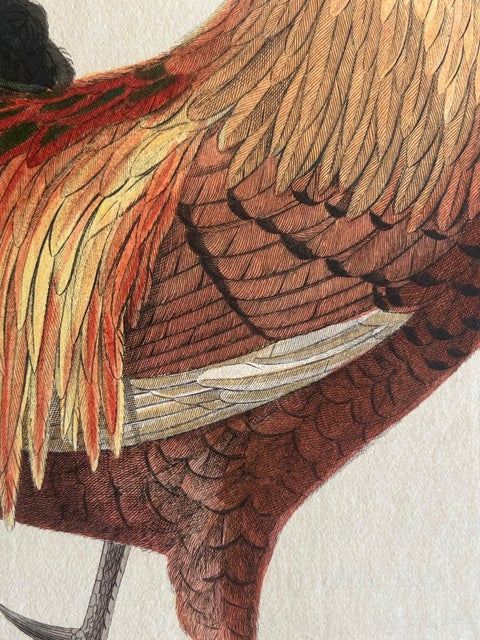 Rooster, Gallus Domesticus Mas, Antique Poultry Print by Sepp & Nozeman c.1829, view 4