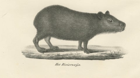 Antique Porcupine, Agouti & Tapir Lithographs, Brodtmann after Schinz c.1830, close-up 3