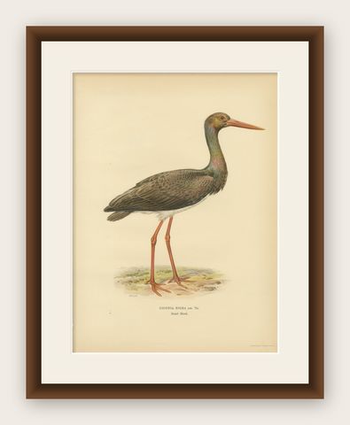 Black Stork Ciconia Nigra - Antique Scandinavian Bird Lithograph, 1929, shown framed