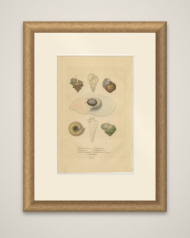 Shell Spectacular: A Collection of Mollusk Shells Engraved and Handcolored, 1845, shown framed