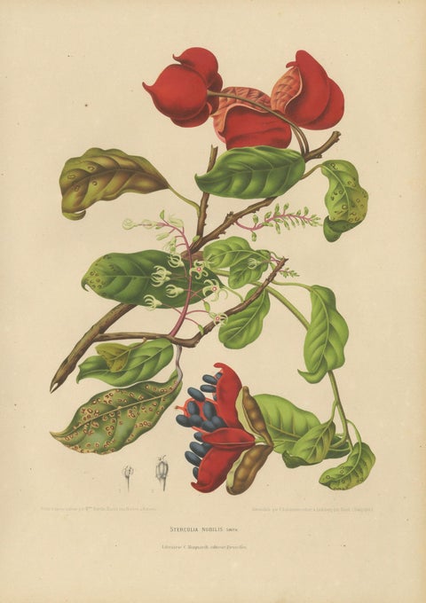 Original Antique Botanical Chromolithograph of Chinese Sterculia, c. 1880, close-up 1