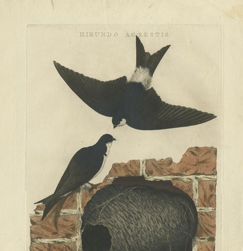 Antique Bird Print of the Barn Swallow by Sepp & Nozeman, 1770, view 3