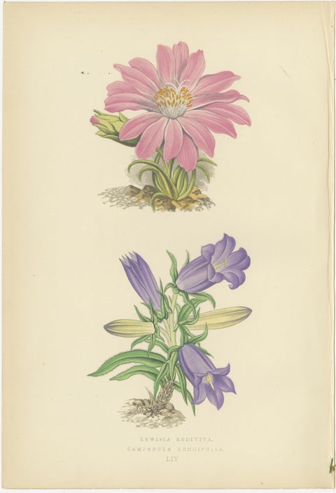 Antique Botanical Wall Art Pair, Purple Knapweed & Bitterroot, London 1874, view 3