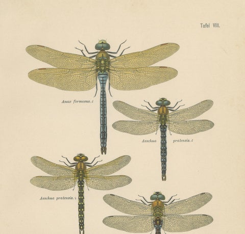 Dragonflies of Central Europe, Set of Three Color Lithographs, 1908, close-up 1