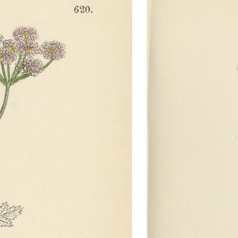British Hedge-Parsley Botanical Pair, Hand-Colored Engravings, England 1902, close-up 1