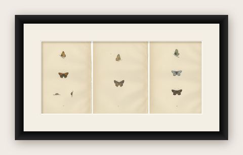 Chromatic Splendor: The Copper, Argus, and Blue of Morris's 1890 Lepidoptera, shown framed