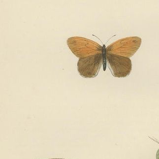 Whispers of Wings: A Butterfly Triptych Collage, 1890, close-up 1