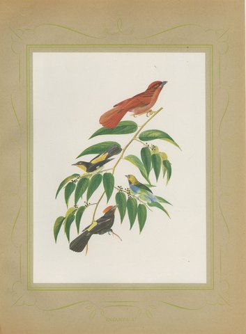 Tanagers on a Fruiting Branch, Brazilian Bird Print, Descourtilz, 1944, view 2