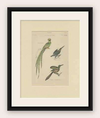 Pl. 7 Antique Print of Various Birds by Richardson 'circa 1860', shown framed