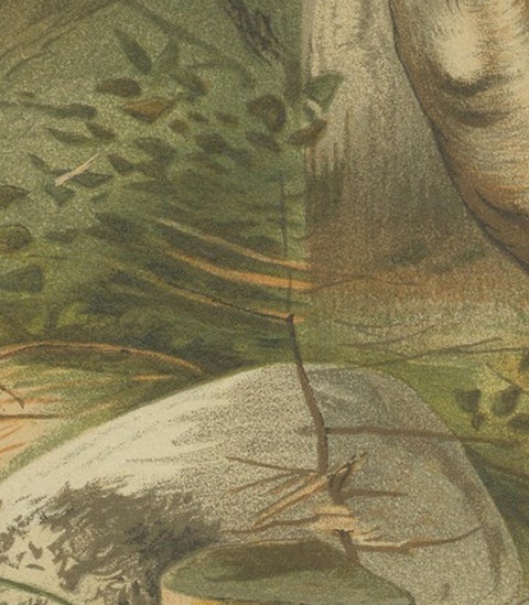 Fallow Deer, Antique European Wildlife Chromolithograph, 1894, view 4