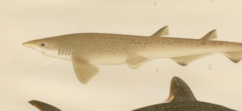 Magnificent Lithograph of Scandinavian Sharks from Pisces Scandinaviae, 1895, close-up 6