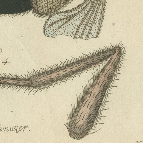 House Fly and Compound Eye Magnified, Antique Bertuch Print, circa 1805, close-up 6