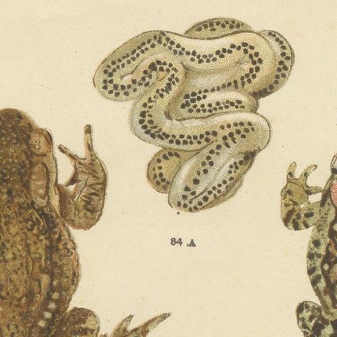 Set of 2 Antique Prints of Frogs, Tadpoles and Spawn, close-up 1