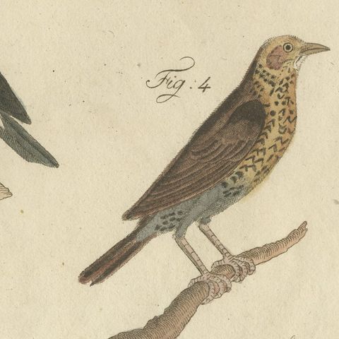 Thrushes, Blackbird and Ring Ouzel, Antique Bertuch Print, Vienna, circa 1805, close-up 3
