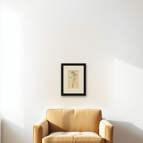 Antique Botany Print 'Carum Carui' J. Sowerby, 1805, shown framed on a wall