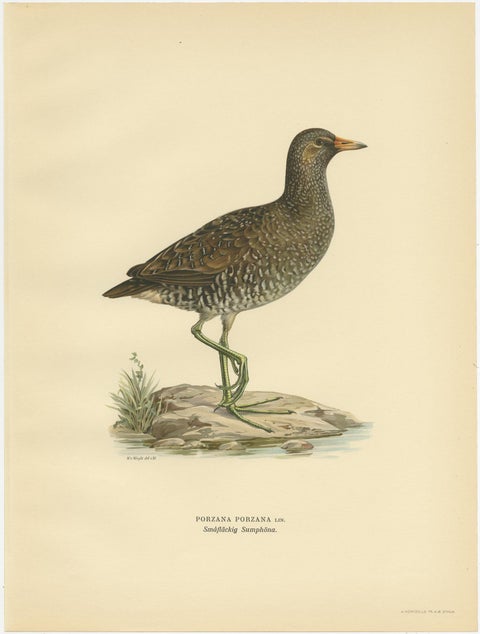 Antique Bird Print of the Spotted Crake by Von Wright '1929', view 4