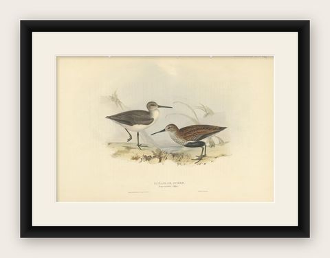 Antique Bird Print of the Dunlin Bird by Gould, 1832, shown framed