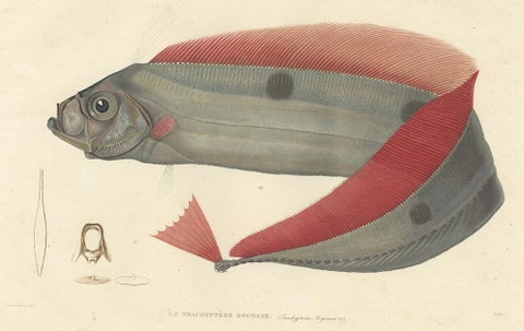 Antique Ribbonfish Print, Hand-Colored Lithograph of Trachypterus Bogmarus 1845, close-up 3