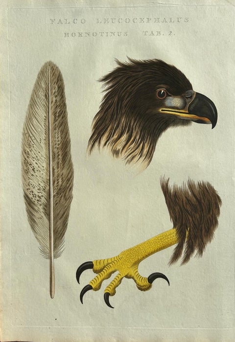 White-Tailed Eagle, Falco leucocephalus hornotinus, Netherlands, 1829, view 9