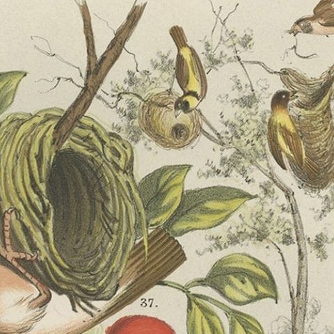 Decorative and Colourful Antique Bird Print of Weaverbirds, 1886, close-up 1