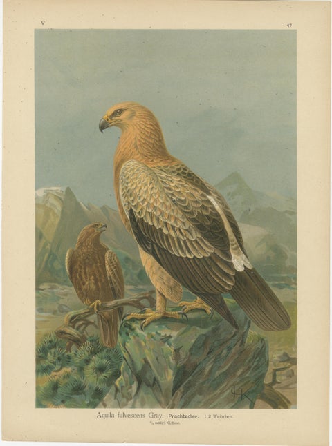 Birds of Prey, Complete Set of 10 Chromolithographs, Eagles & Falcons c1890, view 11